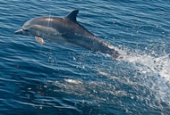 catalina-dolphin-190