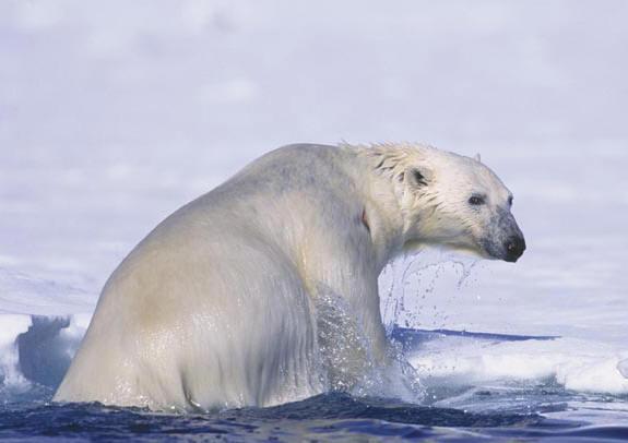 Svalbard polar bear