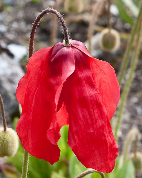 Tromso-Norway-Botanical-Gardens-25