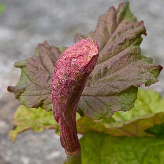 Tromso-Norway-Botanical-Gardens-27