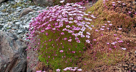 Tromso-Norway-Botanical-Gardens-3