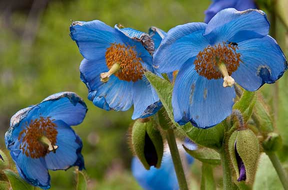 Tromso-Norway-Botanical-Gardens-30