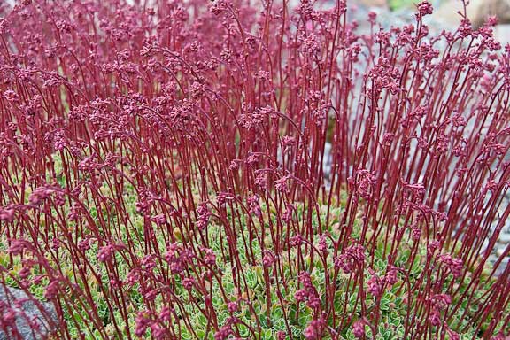 Tromso-Norway-Botanical-Gardens-4