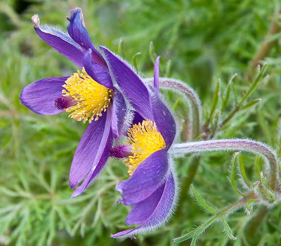 Tromso-Norway-Botanical-Gardens-5