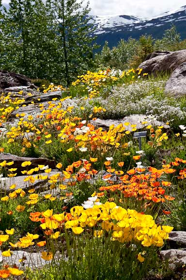 Tromso-Norway-Botanical-Gardens-50