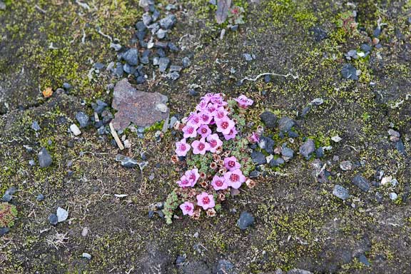 Ny-Alesund-Svalbard-101