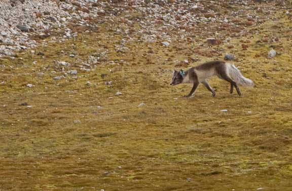 Ny-Alesund-Svalbard-91