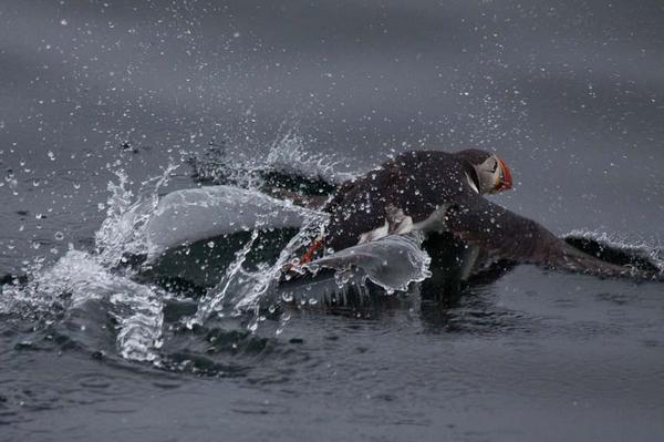 Svalbard to Tromso-164