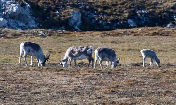 Trygghamna-Svalbard-143