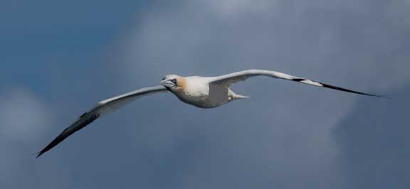 Irish-Sea-Frigate-Birds-220