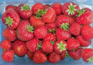 Scotland-Strawberries-109