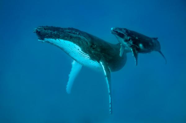 humpback mother and calf-Tonga-Carol Parker