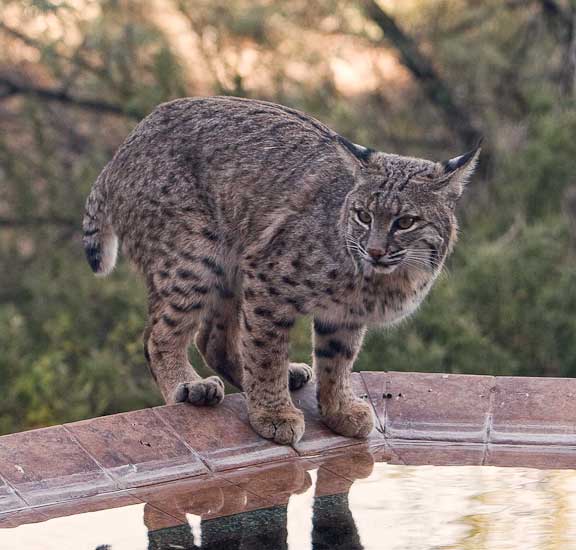 Bob Cat-Tucson-15-Edit-Edit