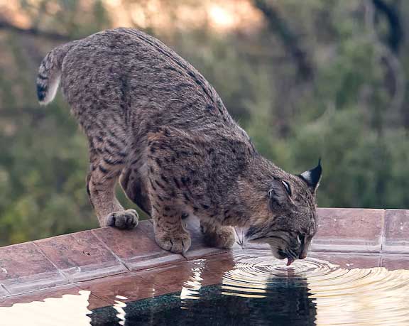 Bob Cat-Tucson-4-Edit-Edit