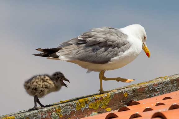 Spanish-gull-study-1-1.jpg