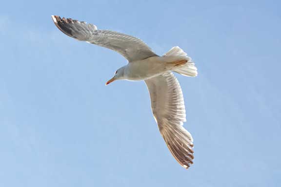 Spanish-gull-study-1-2.jpg