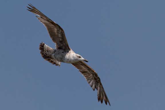 Spanish-gull-study-1-3.jpg