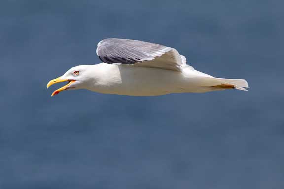 Spanish-gull-study-1-4.jpg