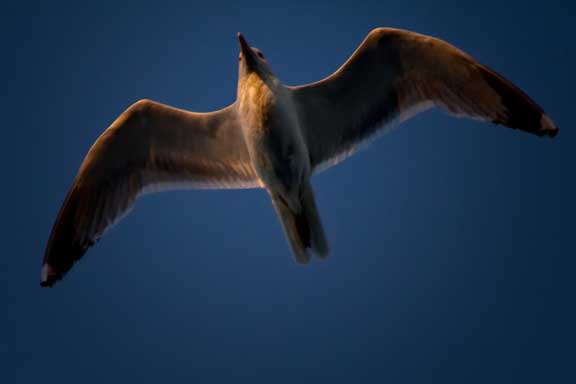 Spanish-gull-study-1-7.jpg