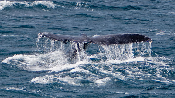 Humpbacks_S_Frailes__2616.jpg