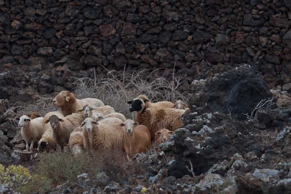 Lanzarote-2-104.jpg