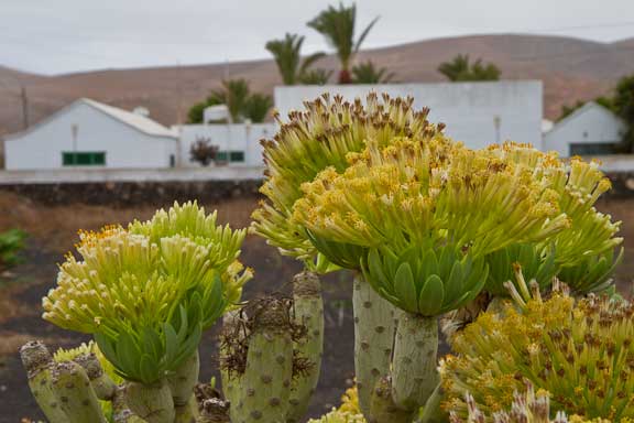 Lanzarote-2-120.jpg