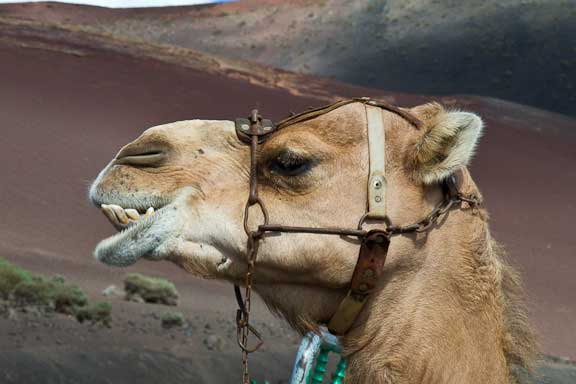 Lanzarote-Tour-2-106.jpg