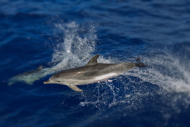 Canary-Is-Dolphin-133-2146.jpg