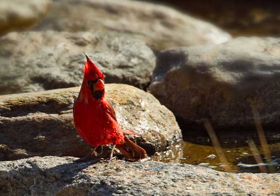 Cardinal-Bath-1-107-2.jpg