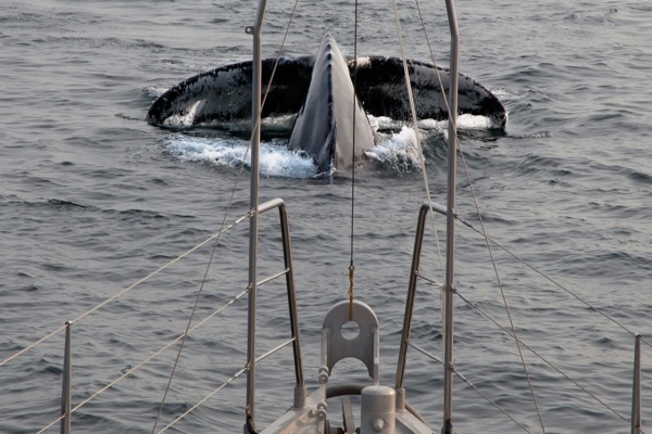 Humpbacks 227