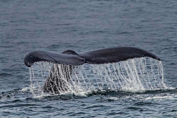 Humpbacks 446 2