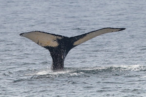 Humpbacks 448