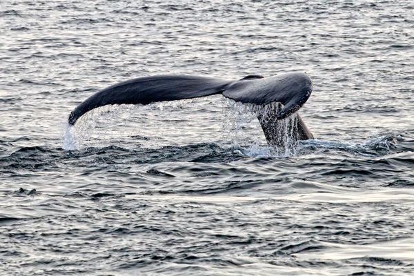 Humpbacks 503