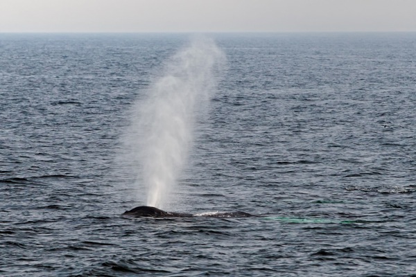 Humpbacks 649