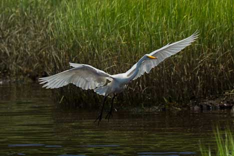 Dismal swamp 101