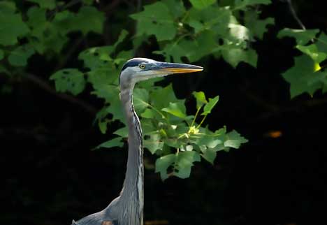 Dismal swamp 102