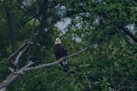 Dismal swamp 105