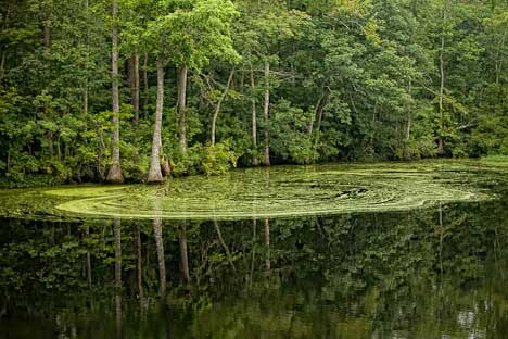 Dismal swamp 109