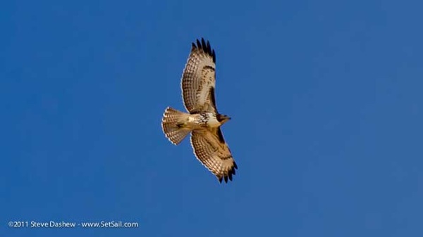 Hawk Vs Buzzard 125