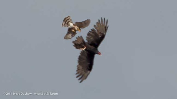 Hawk Vs Buzzard 127