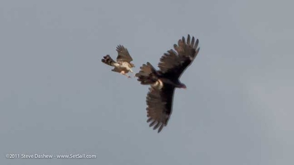 Hawk Vs Buzzard 128