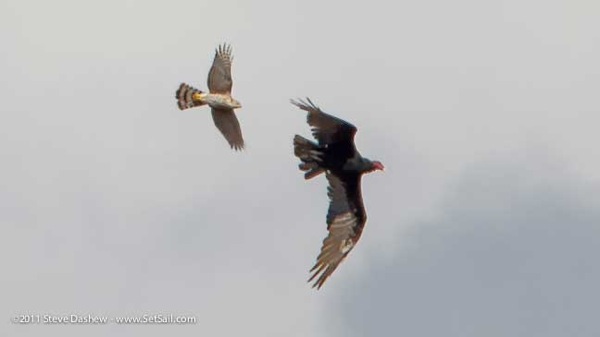 Hawk Vs Buzzard 129