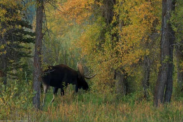 Estes Jackson Yellowstone 200