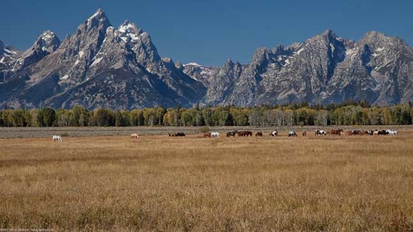 Estes Jackson Yellowstone 203