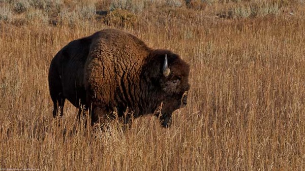 Estes Jackson Yellowstone 204