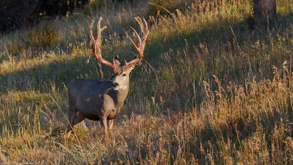 Estes Jackson Yellowstone 208