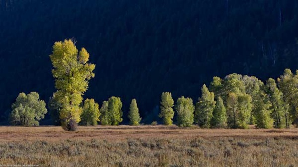 Estes Jackson Yellowstone 210