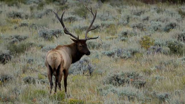 Estes Jackson Yellowstone 213