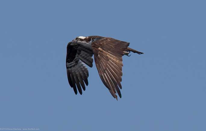 Osprey chick First Flight Pulpit Hrb 100