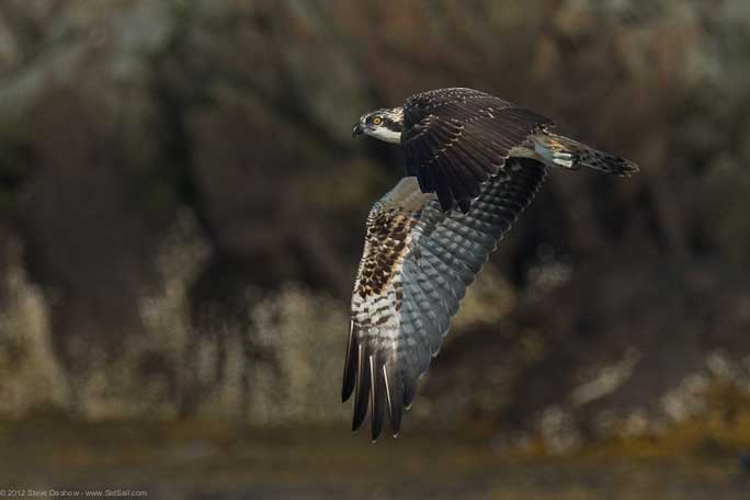 Osprey chick First Flight Pulpit Hrb 102